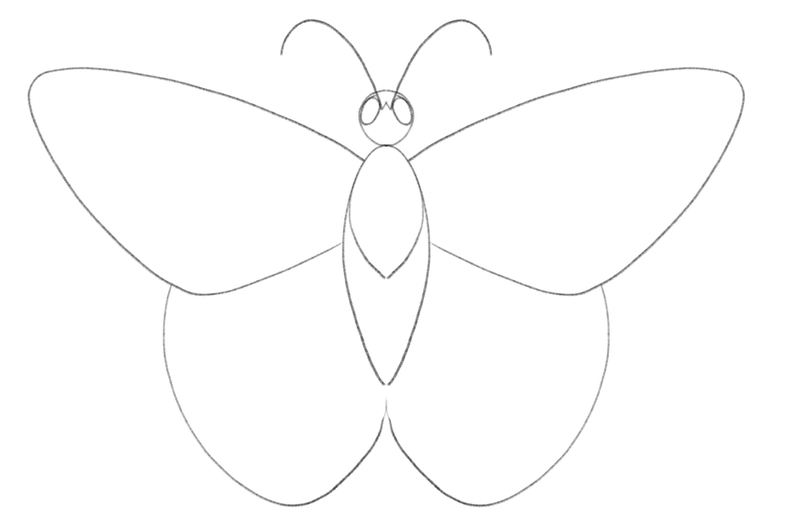 The butterfly’s hindwings have round angles and touch at the bottom of the butterfly’s body. 