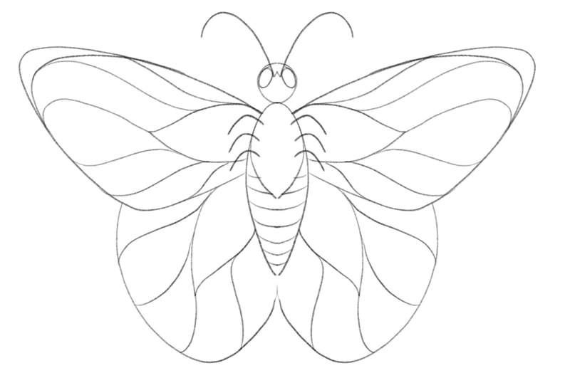 Horizontal stripes are added to the butterfly’s abdomen. 