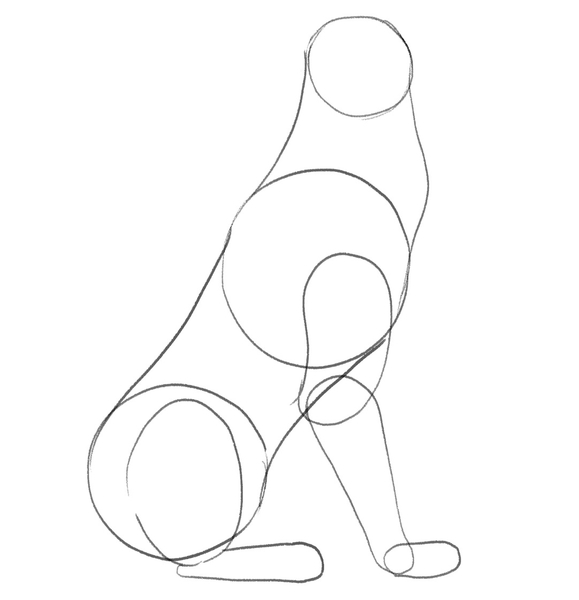 The wolf’s back leg is added to the sketch. 