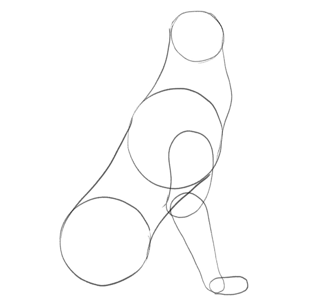 The lower front right leg and the foot are added to the sketch. 