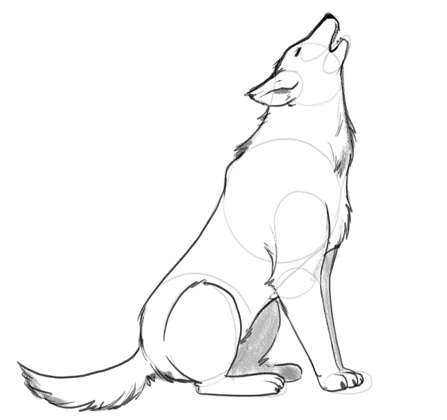 The wolf’s left legs are shaded. 