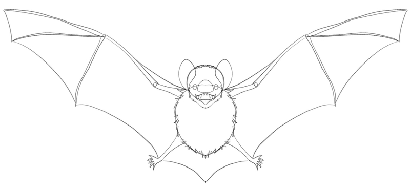 Simple Bat Drawing Guide In 7 Steps [Video + Images]