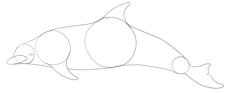 Dolphin Drawing Beginner’s Guide [6 Steps + Video]