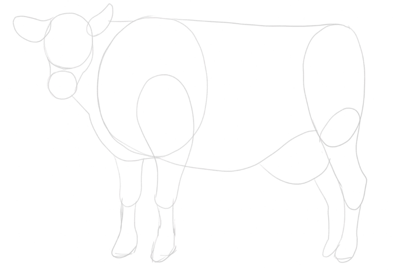 How To Draw A Cow Step By Step