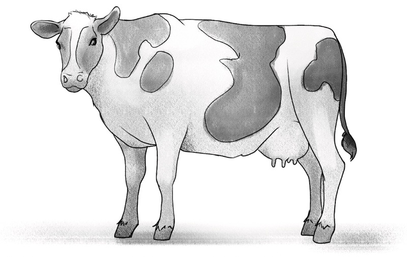 Shaded cow drawing. Image used in the “Cow Drawing 101: A Simple 5-Step Guide [Video + Images]” blog post.​