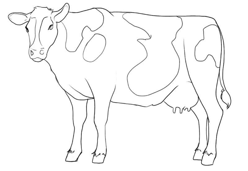 Patches are added to the cow’s back.