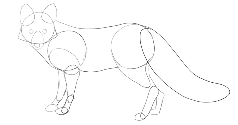 The finished outline of the fox’s body.