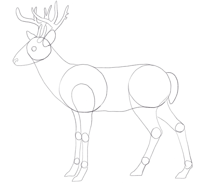 Finished outline of deer’s body.