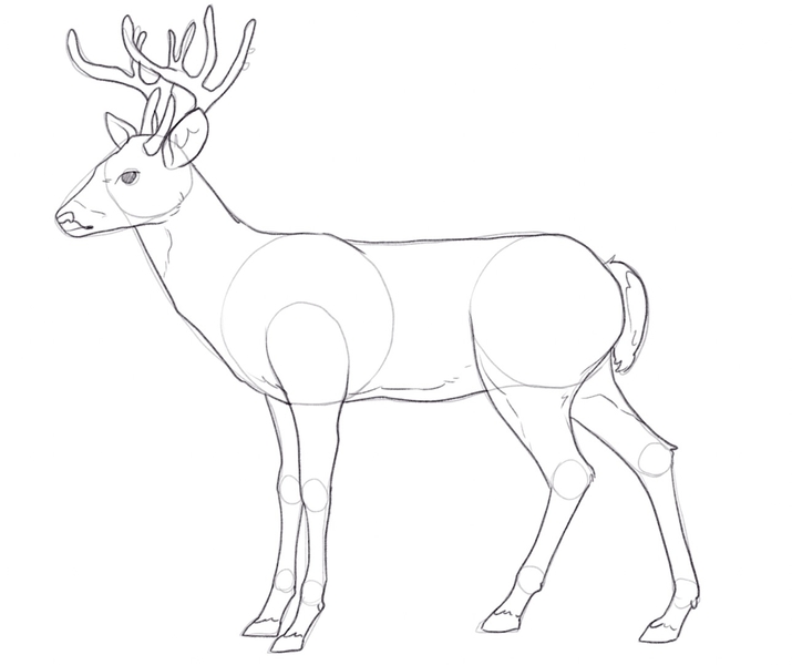 Enhanced lines of the entire deer’s body.​