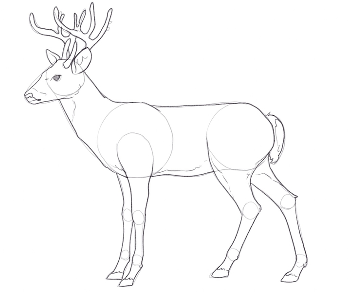 24+ Free Deer Drawings & Designs