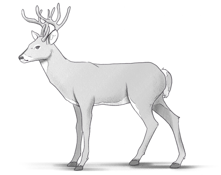 Finished deer drawing.