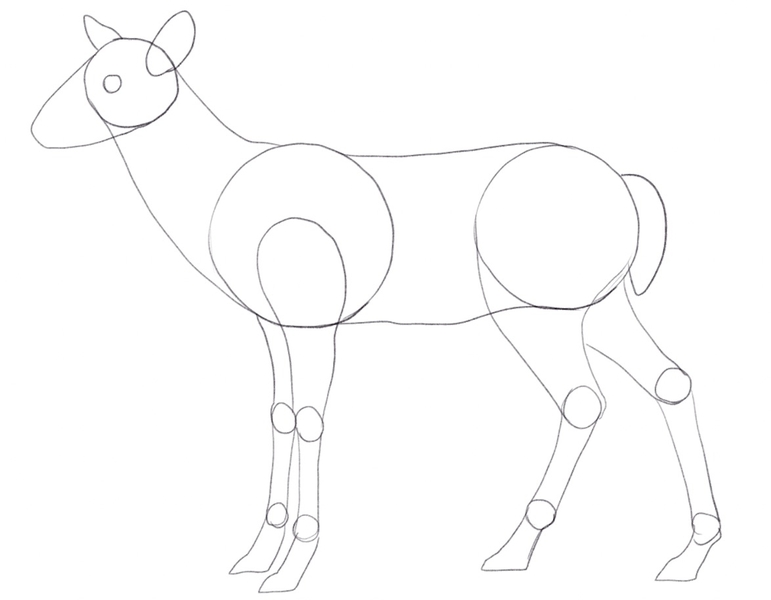 Outline of the deer’s legs.​