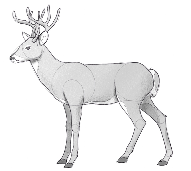 Shaded deer drawing.​