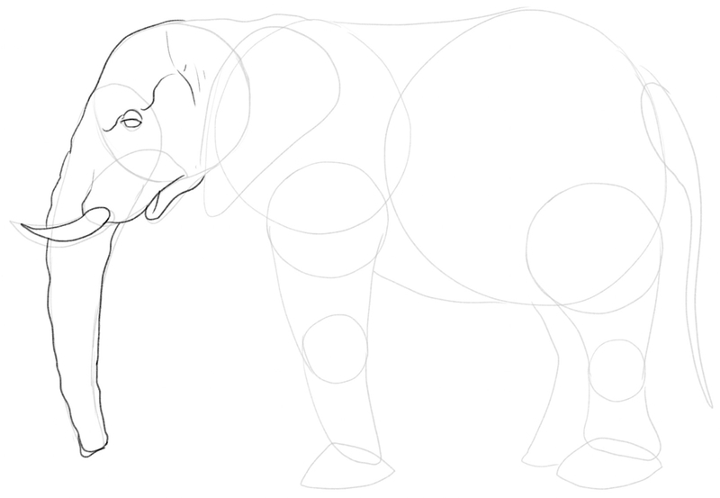 Details added to the elephant’s head, including the eyelid.