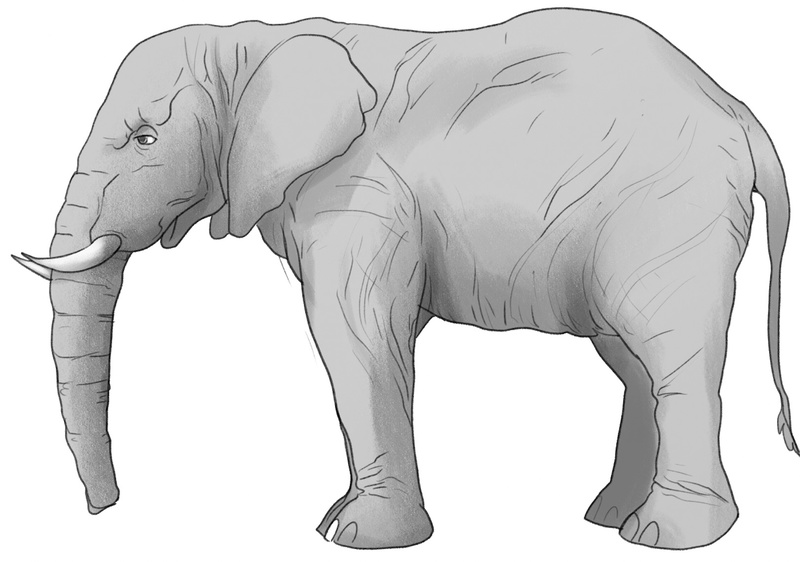 Darker grey shades are added to elephant’s body.