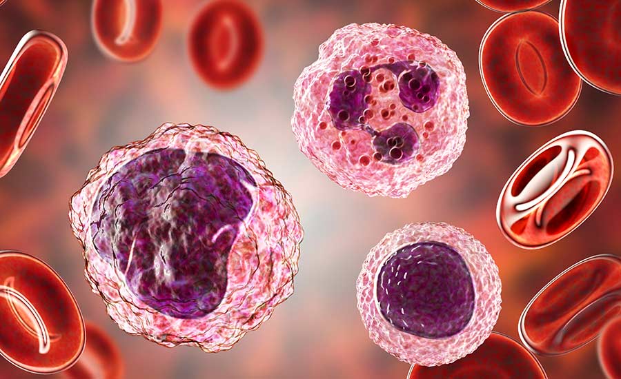 A stock image showing monocytes patrolling the body with other white blood cells.