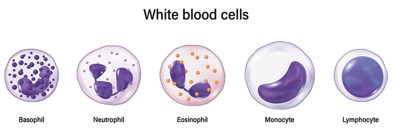 A stock image showing what white blood cells look like.​