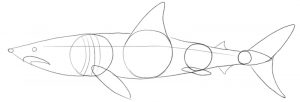 Details added to the outline of the shark’s body.