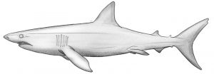 Finished shark drawing.