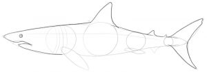 Shark’s caudal fin and front part outlined.