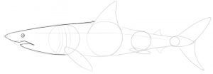 Shark’s head outlined with a pupil added inside the eye.