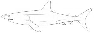 Finished shark outline.