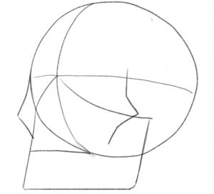Cheekbones added to the skull sketch.