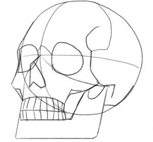 Details added to the cranium so that it depicts more bones attached to each other.​