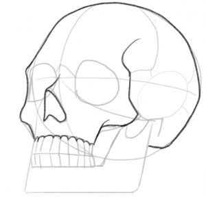 Enhanced the lines of the cranium and the nasal bone.