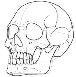 Enhanced lines of the skull outline.