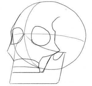 Eye sockets and mouth bones added to the skull sketch.