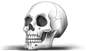 Finished skull drawing.