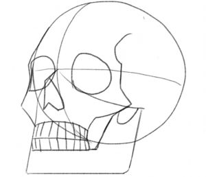Nasal bone and teeth added to the skull drawing.