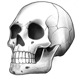 Softly shaded skull.