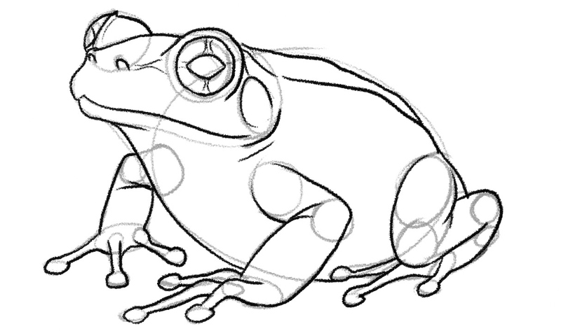 Enhanced frog outline. 