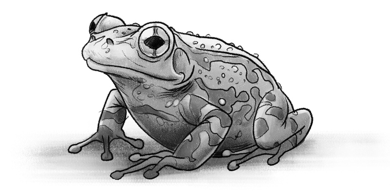 Finished frog drawing. 