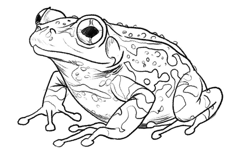 Frog’s skin texture with details. 