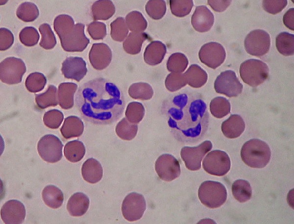 Biowars Neutrophils