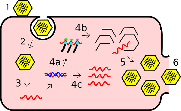 Biowars Virus Reproduction