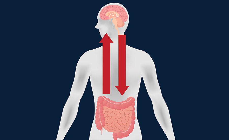 Image showing the connection between the enteric nervous system and the brain.​