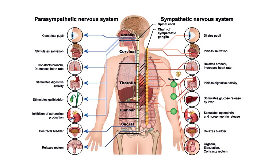 Image showing the actions parasympathetic and sympathetic nervous systems do.
