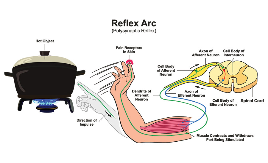 Image showing the reflex arc neural pathway. Image used in the “Autonomic Vs. Somatic Nervous System Explained” blog post.​