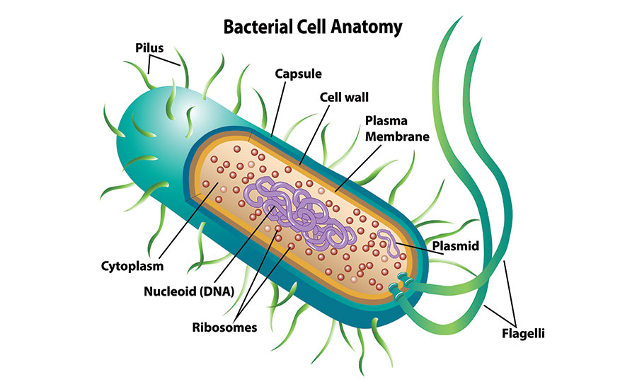 Anatomy of a bacterial cell.​