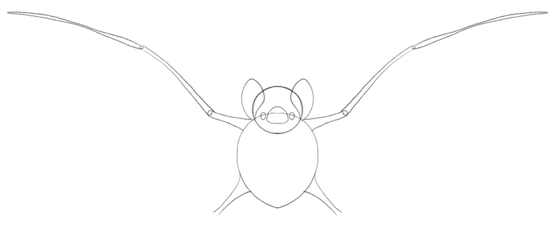The rest of the bat’s arms is added to the sketch.​