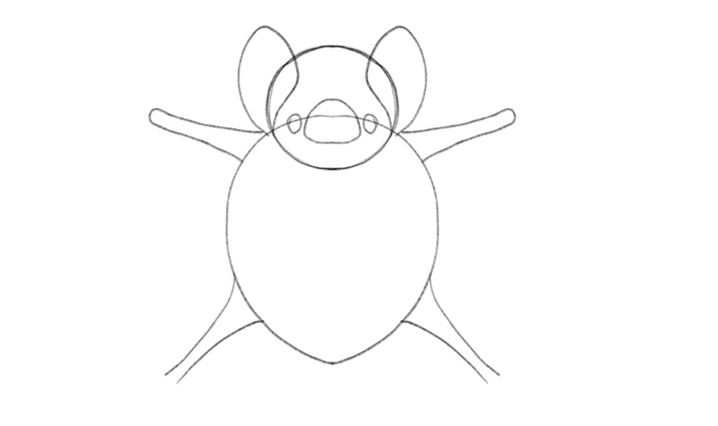The bat’s arms from the shoulder to the elbow are added to the sketch.​