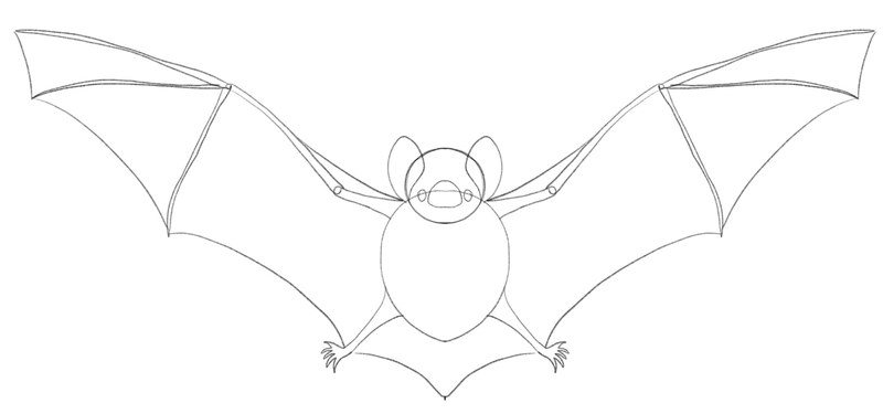 Bats’ wings are drawn by connecting its body extremities.​