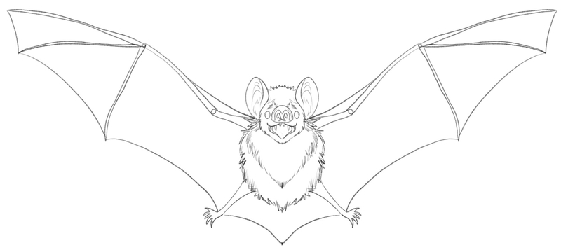 Details are added to the bat drawing.​
