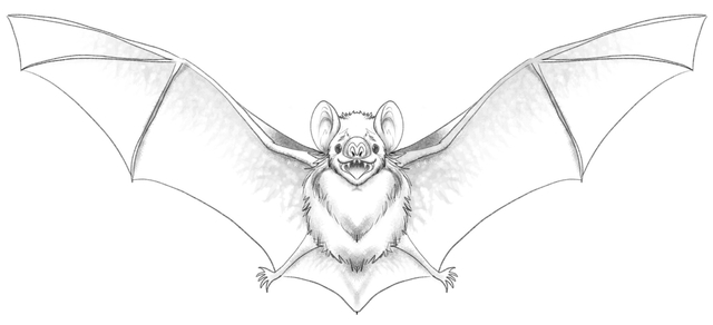 The bat drawing is shaded and finished.​