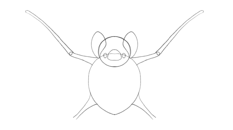 The second part of the bat’s arms is added to the sketch.