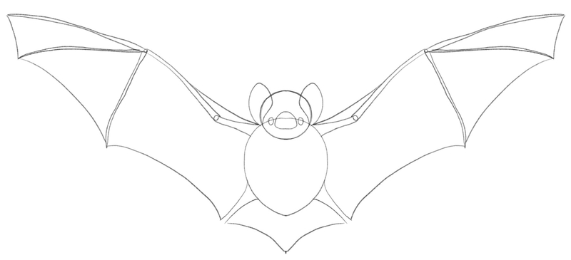 Bats’ wings are drawn by connecting its body extremities.​
